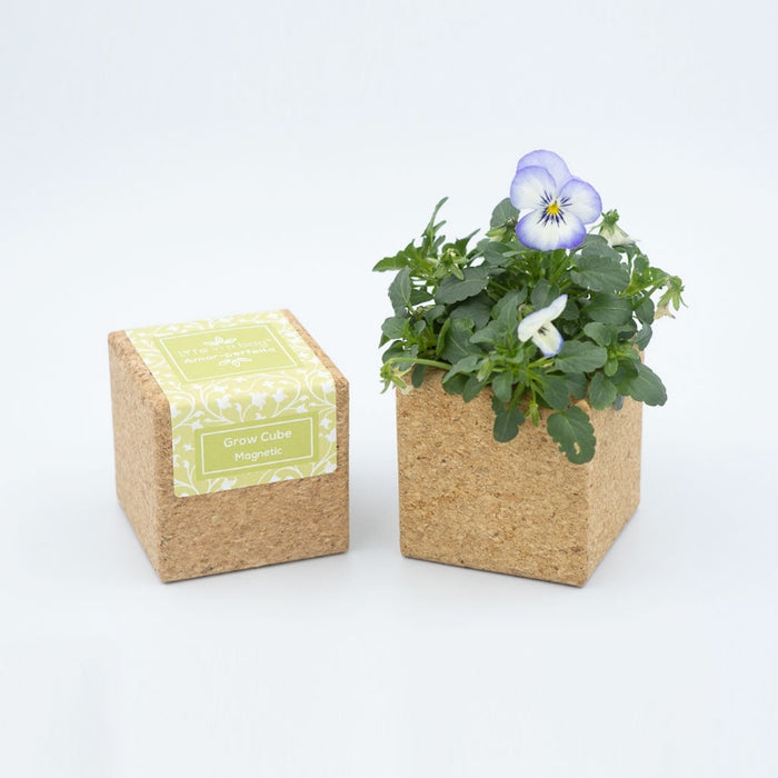Grow Cube Viola